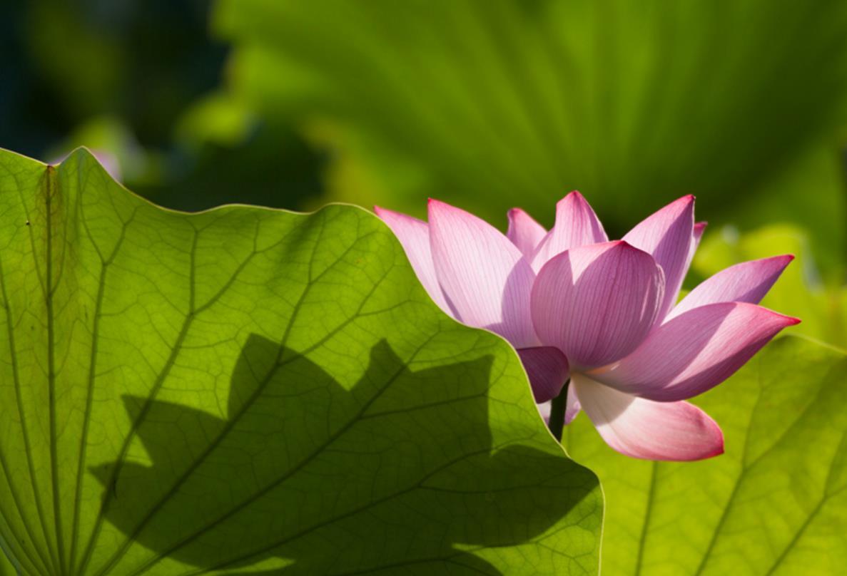 戒烟酒戒邪婬五年的真实感受——经典推荐