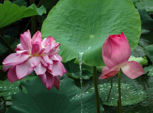 作家善智：打胎和杀人没有本质的区别，都是故意杀人罪