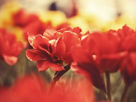 父亲的杀生果报