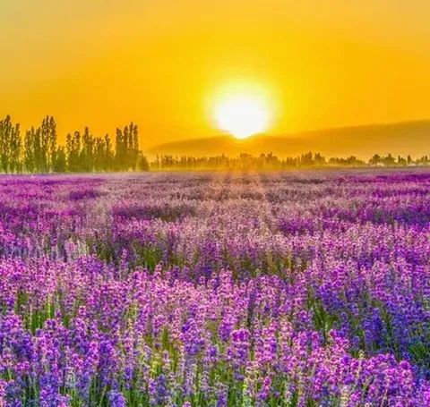 好色老板得了白血病