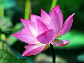 婬欲之心不死，个人无法有彻底的突破与成长