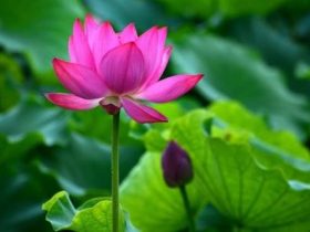 佛法是究竟的改命之道，易学算命术等并不究竟