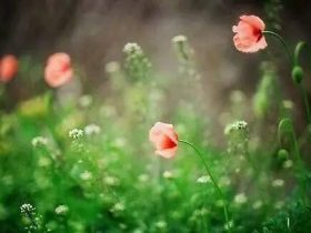 邪婬和不孝的惨烈果报！