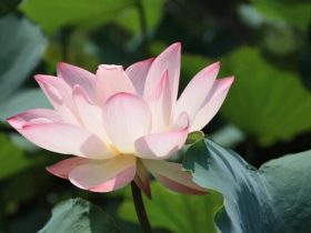 香港火灾中的奇迹：被困31楼的陈伯念“南无观世音菩萨”20小时奇迹生还！