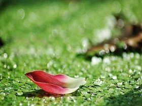 奶奶病重念佛，摆脱众鬼缠身