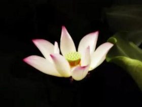 五子登科的故事