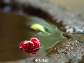 在生活中使用“定力慧力”