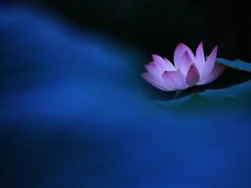 放生三年的无数感应！