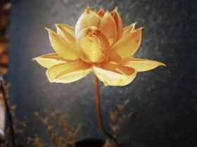 破戒高峰期的应对方法，心趋向于平静祥和，欲望就被成功化解了