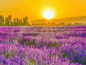 香港火灾中的奇迹：被困31楼的陈伯念“南无观世音菩萨”20小时奇迹生还！