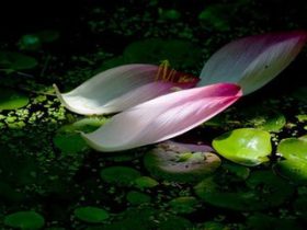 《弟子规》的时代意义