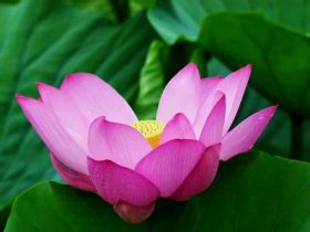 据研究一个人每吸一支烟，缩短寿命11分钟